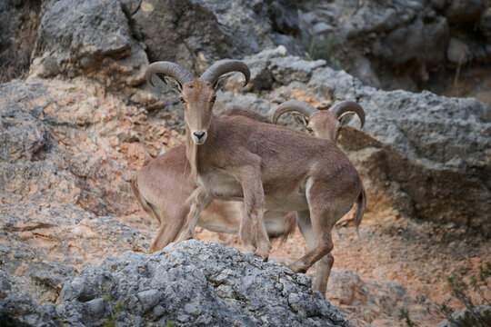From below two of Barbary sheep gather on rocky terrain their curved horns characteristic of the species looking at camera