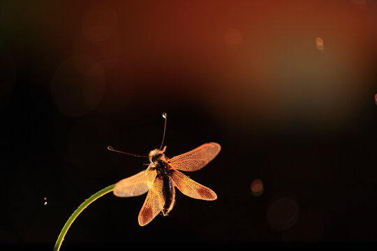 A majestic Libelloides ictericus basking in the golden light with a dark background