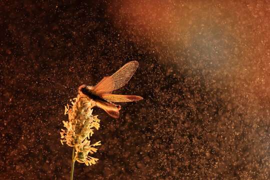 A Libelloides ictericus against a sparkling, warm background, resembling a starry nigh