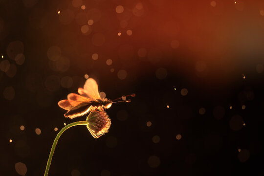 A glowing Libelloides ictericus caught in a warm, bokeh light backdrop during twilight