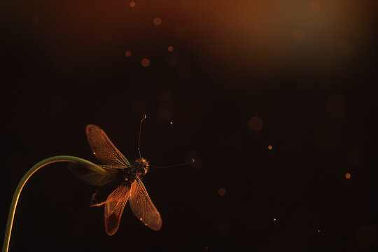 A glowing Libelloides ictericus caught in a warm, bokeh light backdrop during twilight
