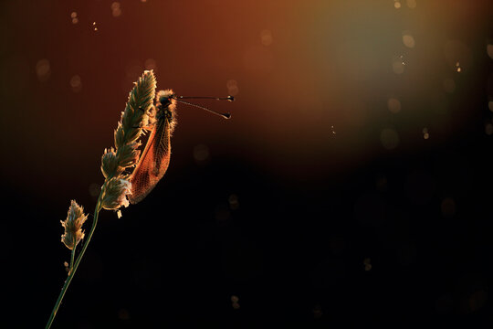 A glowing Libelloides ictericus caught in a warm, bokeh light backdrop during twilight
