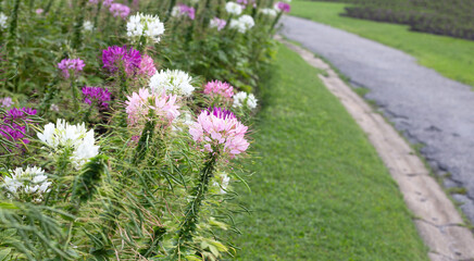 Obraz premium Cleome spinosa flower in the park