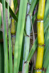 Sugar cane plants