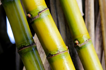 Obraz premium Sugar cane plants.