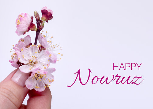 Happy Nowruz festive banner with Apricot Tree branch with pink flowers. Persian New Year Holiday Concept.