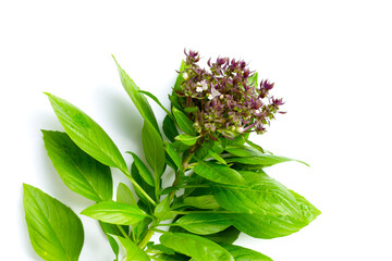 Sweet Basil leaves with flower on white background.