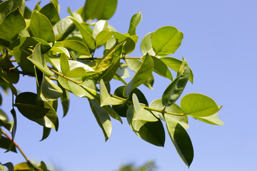 Fresh green leaves of garcinia cowa