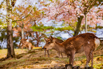 奈良公園の満開の桜と鹿　
