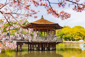 奈良公園　桜満開と浮御堂　
