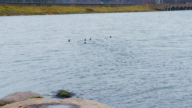 A few black birds at the waterfront fly away further to the pond. Mallard ducks on the river in autumn.