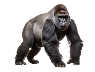 Photo sur Aluminium Buffle a gorilla walking on a white background