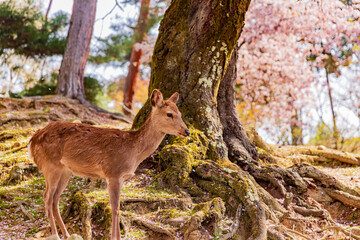 奈良公園の満開の桜と鹿　

