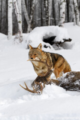 Fototapeta premium Coyote (Canis latrans) Sniffs at Antler of White-Tail Deer Winter