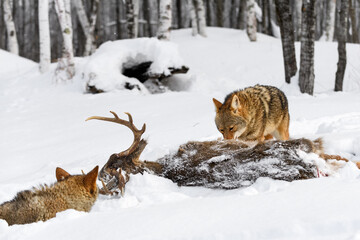 Coyotes (Canis latrans) Approach Body of White-Tail Deer Winter