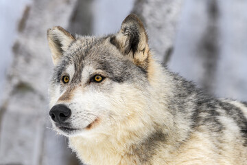 Grey Wolf (Canis lupus) Looks Left Head Close Up Winter