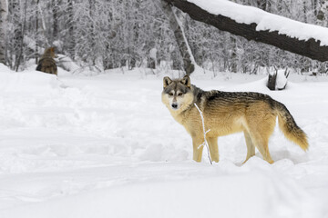 Grey Wolf (Canis lupus) Turns at Edge of Forest Second Wolf in Background Winter