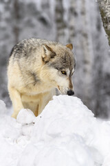 Grey Wolf (Canis lupus) Nose to Mound of Snow Winter