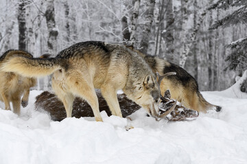Grey Wolves (Canis lupus) Move Around Body of White-Tail Deer Winter