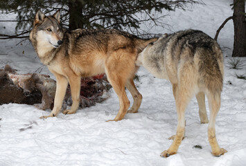 Grey Wolf (Canis lupus) Sniffs Under Tail of Female Packmate Winter