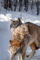 Grey Wolf (Canis lupus) Looks Over Back of Packmate Winter