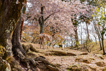 奈良公園の満開の桜と鹿　
