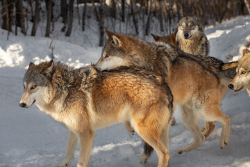 Grey Wolf (Canis lupus) Attempts to Mount Female Packmate Winter