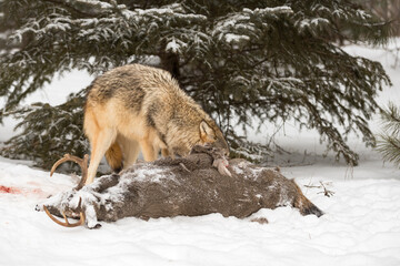 Grey Wolf (Canis lupus) Face in Body of White-Tail Deer Body Winter