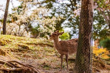 奈良公園の満開の桜と鹿　
