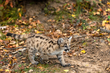 Naklejka na ściany i meble Cougar Kitten (Puma concolor) Walks Right Across Ground Tail Out Autumn