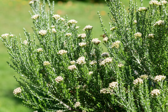 Cottonwood (ozothamnus leptophyllus) flowers in bloom