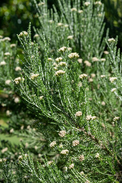 Tauhinu (ozothamnus leptophyllus) flowers in bloom