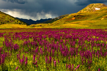 Fototapeta premium Wildflowers at High Elevation