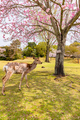 Naklejka na ściany i meble 奈良公園の満開の桜と鹿　 