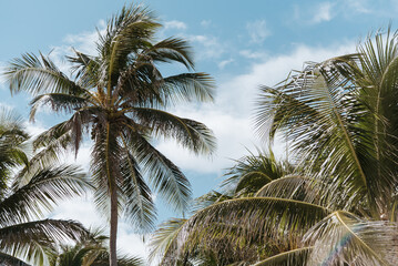 Fototapeta na wymiar Palm trees Tulum