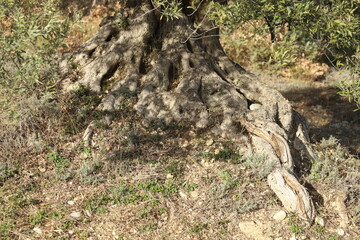 vieux oliviers de Haute Provence