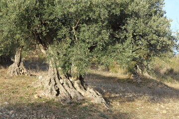 vieux oliviers de Haute Provence