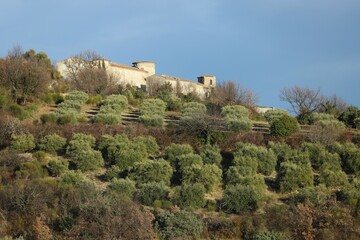 oliveraie de Haute Provence