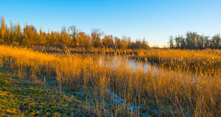 Reed along the edge of a frozen lake below a blue sky in sunlight at sunrise in winter, Almere, Flevoland, The Netherlands, January 10, 2024