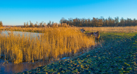 Fototapeta na wymiar Horses and reed along the edge of a frozen lake below a blue sky in sunlight at sunrise in winter, Almere, Flevoland, The Netherlands, January 10, 2024
