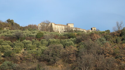 oliveraie de Haute Provence