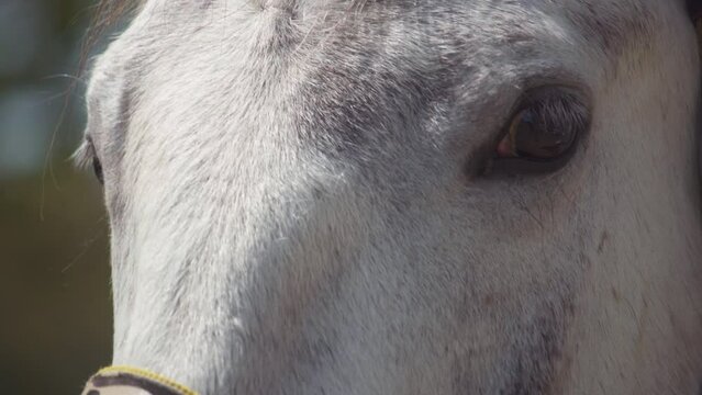 Closeup on white horse eye