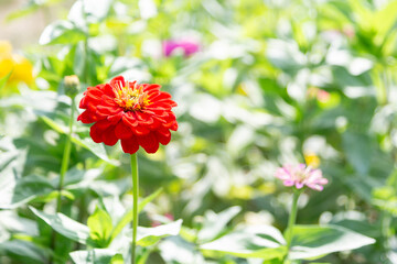 Obraz premium Red zinnia in flower garden
