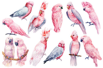 Pink cockatoo bird set isolated white background. Watercolor hand-painted bird illustration, tropical parrot clipart