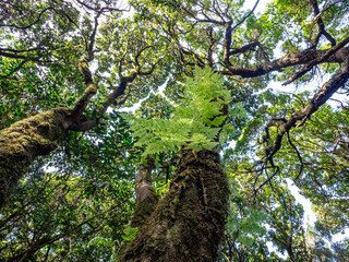 Fototapeta premium Laurel forest in Anaga Rural Park on Tenerife