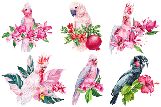 Beautiful pink bird cockatoo sitting on branch of spring magnolia flowers isolated background, watercolor hand-painted