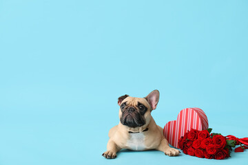 Cute French bulldog with gift box and red roses on blue background. Valentine's Day celebration