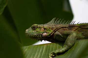 Green iguana on a green leaf in the rainforest of Costa Rica