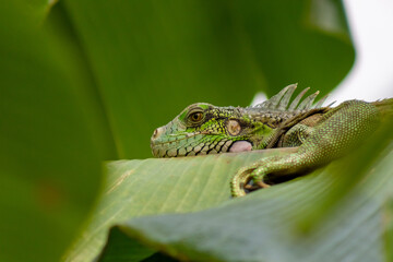 Green iguana on a green leaf in the rainforest of Costa Rica