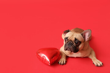 Cute French bulldog with heart shaped balloon on red background. Valentine's Day celebration